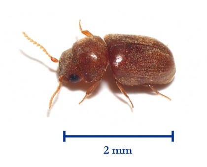 七味唐辛子にわく虫 どこから湧いた 食べた時の害は 対策 保存方法 も紹介