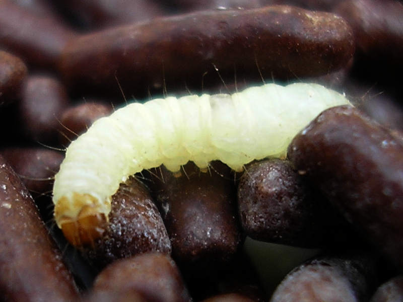 七味唐辛子にわく虫 どこから湧いた 食べた時の害は 対策 保存方法 も紹介