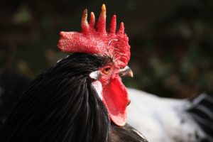【ニワトリ(鶏)のとさかの意味】役割や種類は!?刺身などのトサカ料理は栄養満点!