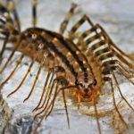 【ゲジゲジの侵入経路】どこから侵入する!?簡単・効果的な対策を紹介!