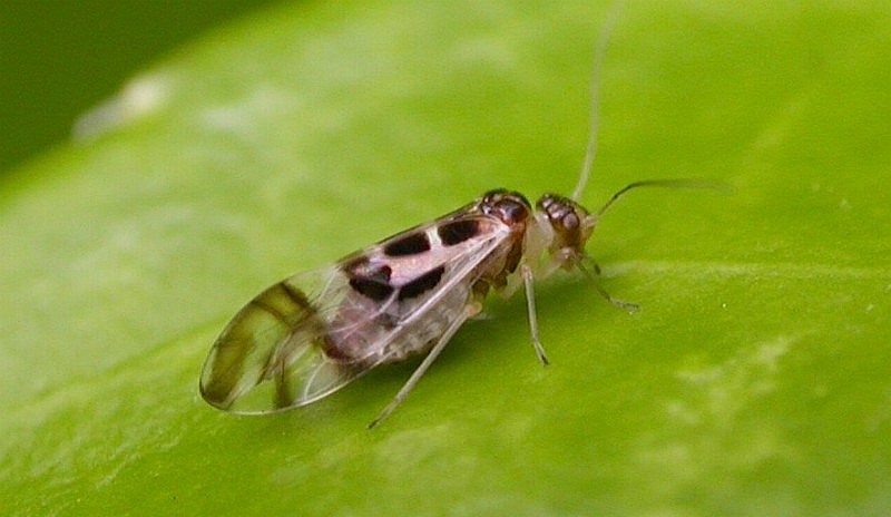 白い小さな虫 室内を飛ぶ細長い虫が大量は発生 駆除方法と対策を紹介