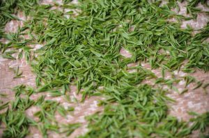【新茶の時期】いつからいつまで!?静岡･宇治･鹿児島など！新茶の特徴も紹介！